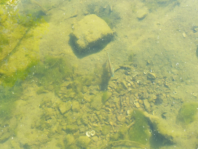 La contamination des eaux par les medicaments